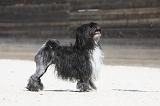 PETIT CHIEN LION 201